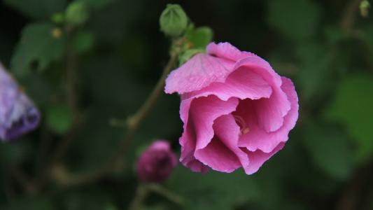 木槿花有毒吗 木槿花的毒性与危害