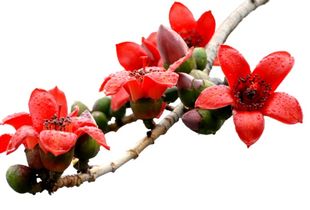 木棉花煮水能天天喝吗 干木棉花煮水需要多久