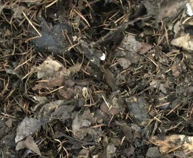 木屑放在袋子要发酵多久 木屑混土里多久才腐熟