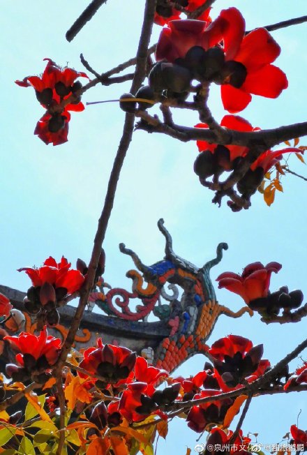 木棉花开的寓意 女人微信名木棉花