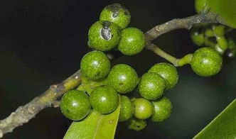 木姜子树长什么样子 木姜子的7大妙用