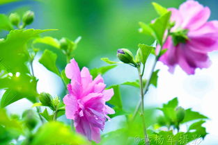 木槿花唯美浪漫句子 木槿花发朋友圈文案