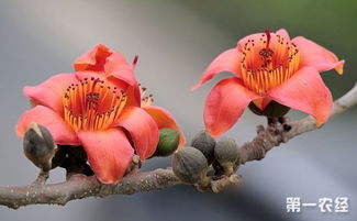 木棉花治什么病 木棉花不孕不育医院