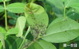 杀蚜虫持效期最长的药 一天中打蚜虫最佳时间