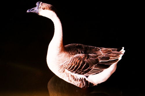 杀了一只天鹅判刑多久 黑天鹅多少人民币一只