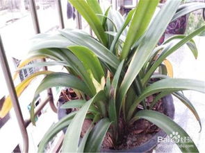 朱顶红叶子太长怎么办 怎样让朱顶红矮壮