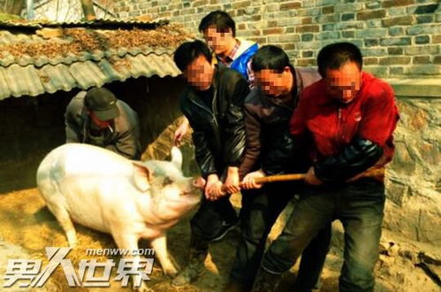 杀了五爪鸡的化解方法 养五爪鸡对运气好不好