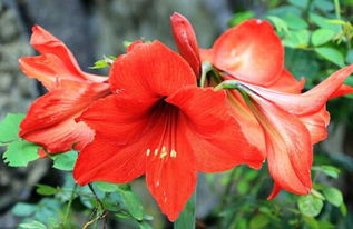 朱顶红施什么肥使球增大 磷酸二氢钾适合朱顶红吗