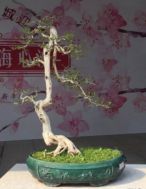 朴树为什么叫相思树 相思树又叫什么树