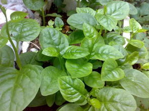 木耳菜为什么要焯水 大叶木耳菜的危害