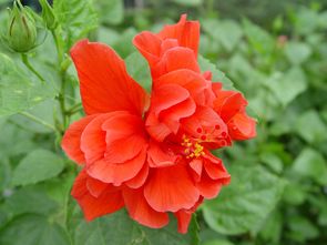 朱槿花和扶桑花的区别 家里种朱槿花忌讳吗