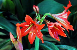 朱顶红一年剪几次叶子 朱顶红夏天可以剪叶子吗