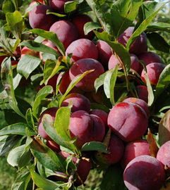 李子的好处与坏处 李子的副作用太大了