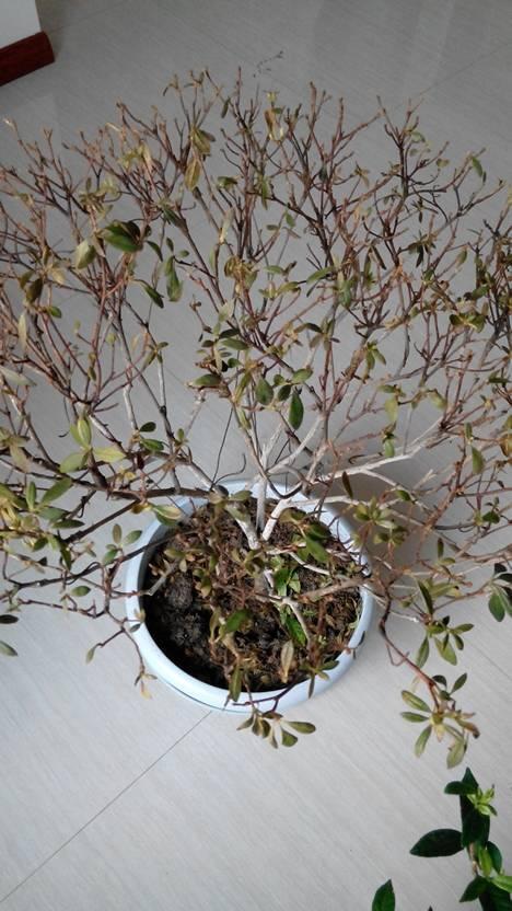 杜鹃花干枯是不是死了 杜鹃花为什么到夏天就死了