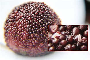 杨梅里面有虫子吗 杨梅里的小白虫是蛆吗