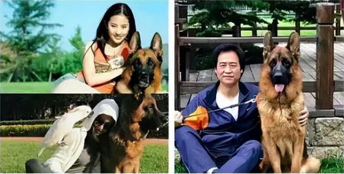 杨采钰是哪里人 陈金飞杨采钰离婚原因
