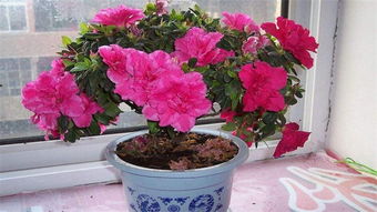 杜鹃花的风水禁忌 杜鹃花是吉祥花吗