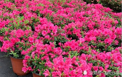 杜鹃花怎么养护 养杜鹃花的最大禁忌