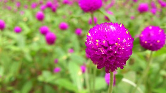 杭州市花是什么花 澳门市花是什么花