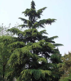 松树和雪松一样吗 雪松和普通松树的区别