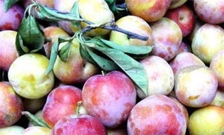 李子属于热性还是凉性 李子的属性与食用禁忌