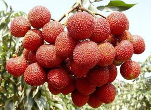 杨贵妃吃荔枝累死了多少匹马 杨贵妃吃荔枝历史真相