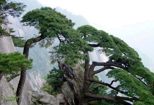 松树在风水上的说法 松树是招鬼还是辟邪的