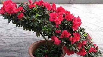 杜鹃花一年修剪几次 立秋后杜鹃花能剪枝吗