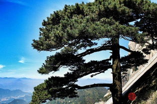 松柏不进家是真的吗 柏树真的影响风水吗