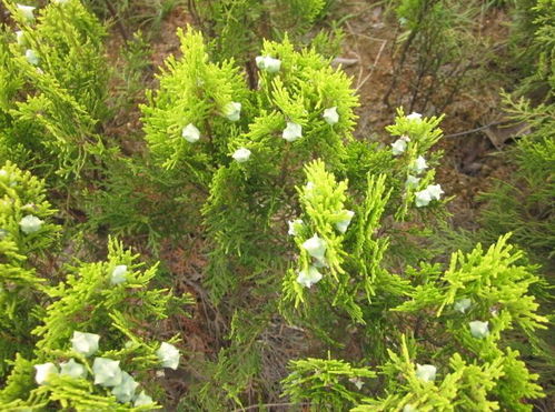 松柏煮水功效和作用 松柏树叶煮水的功效