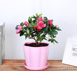 杜鹃花用醋浇水 杜鹃花多久浇一次水