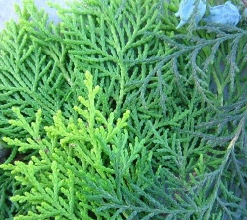 枫叶水洗头的功效 枫叶洗头能黑发吗