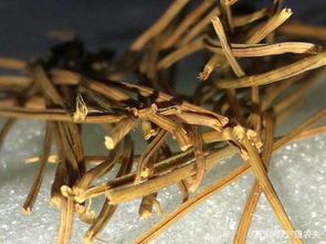 松针种兰花的正确方法 纯松针种兰花最佳配方