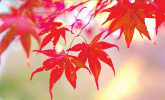 枫叶在南方还是北方 枫叶是北方的还是南方的