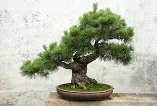 松树底下的土可以种花吗 松树下面的土有营养吗