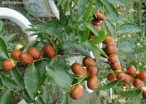 枣树不结果原因有三种 枣树不结枣砍几下