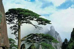 松树象征了哪两类人 松树比喻男人还是女人