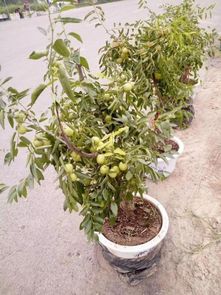 枣核发芽种植方法 吃完的枣核可以种吗