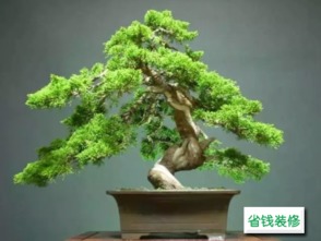 松针土最忌讳种什么 哪些植物不能用松针土
