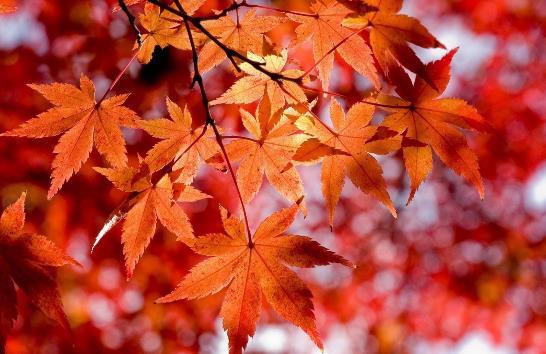 枫叶是哪个季节红的 枫叶掉落是几月份