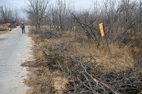 枣树几月份用刀砍一砍 枣树一年环割几次