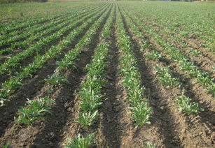 板蓝根什么时候种植最好 种植板蓝根一亩利润