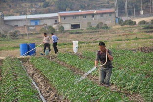 枣树多长时间浇一次水 枣树为啥不让浇水