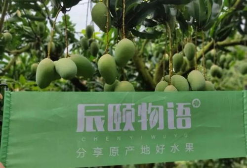 果园有哪些水果 果园里的小果子