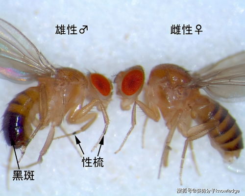 果蝇不管它自己会死吗 没有水果了果蝇会消失吗