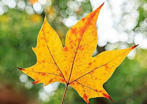 枫树叶子像什么比喻句 梧桐树叶像什么写一个比喻句