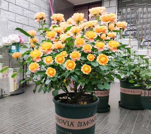 果汁阳台一晒花就蔫了 果汁阳台能活几年