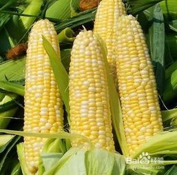 煮玉米的正确方法 怎样煮玉米又甜又糯窍门