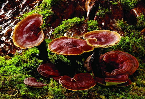 灵芝叶片可以喷水吗 灵芝怎么养活怎么浇水