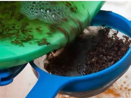 烟蒂泡水能杀什么虫 烟蒂水浇花的正确方法